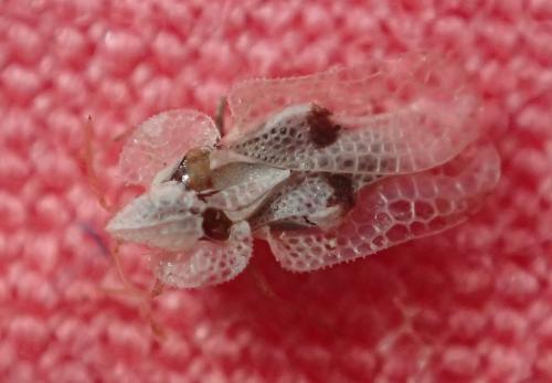 Corythucha ciliata